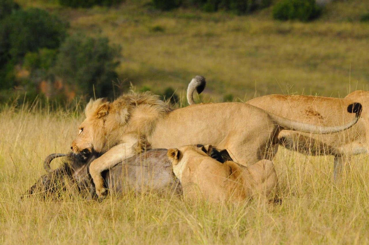 Botlierskop Private Game Reserve Reebok Exteriör bild