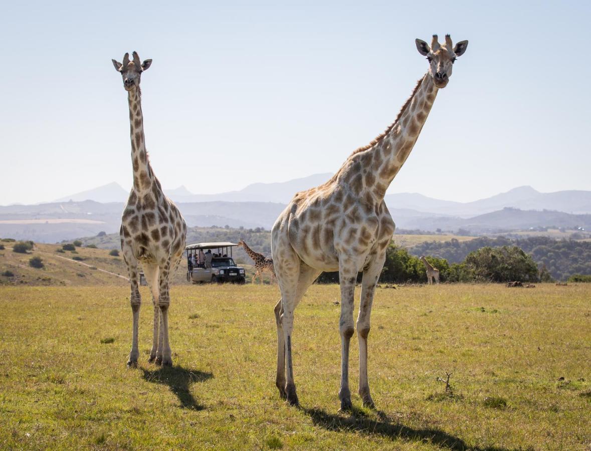 Botlierskop Private Game Reserve Reebok Exteriör bild