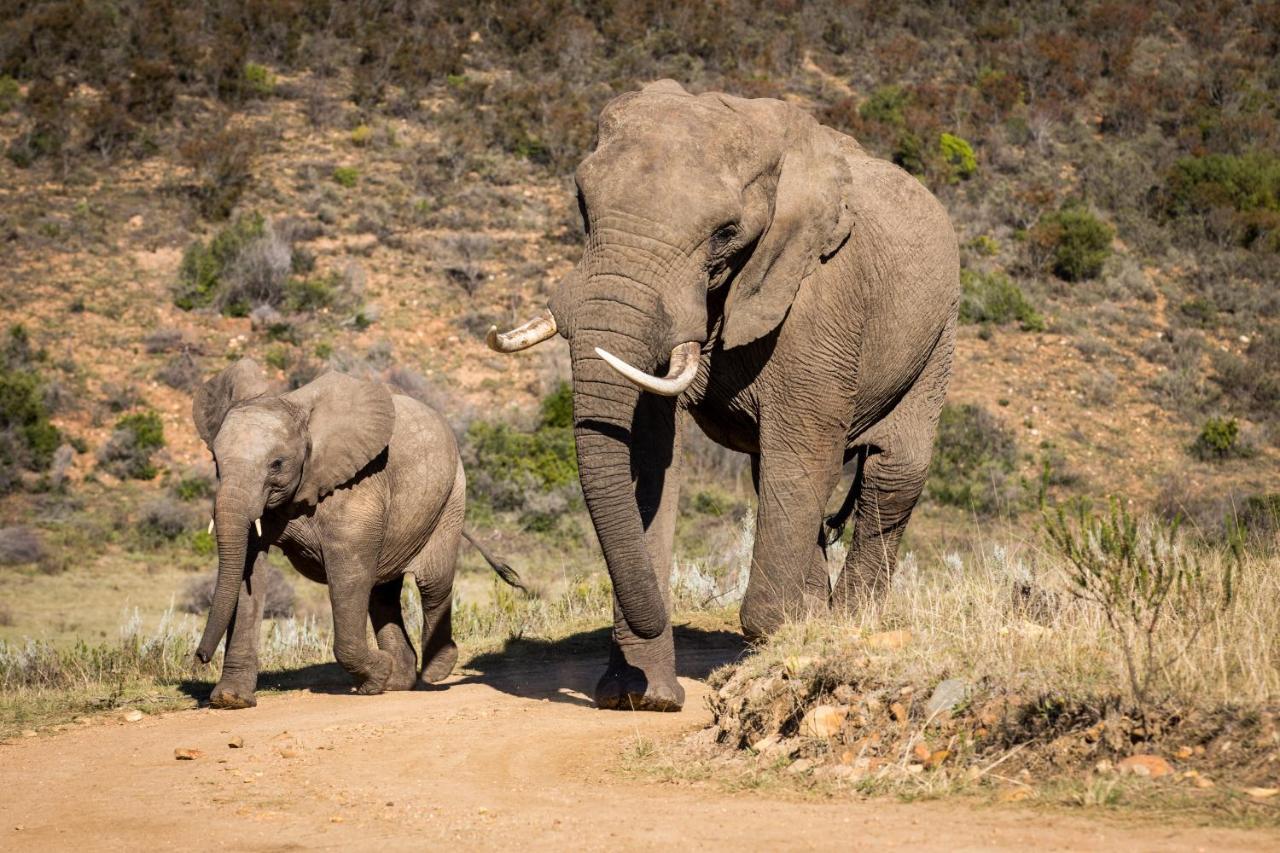 Botlierskop Private Game Reserve Reebok Exteriör bild