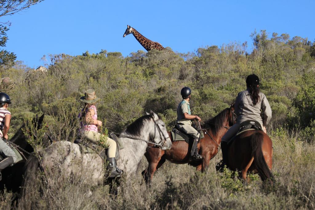Botlierskop Private Game Reserve Reebok Exteriör bild