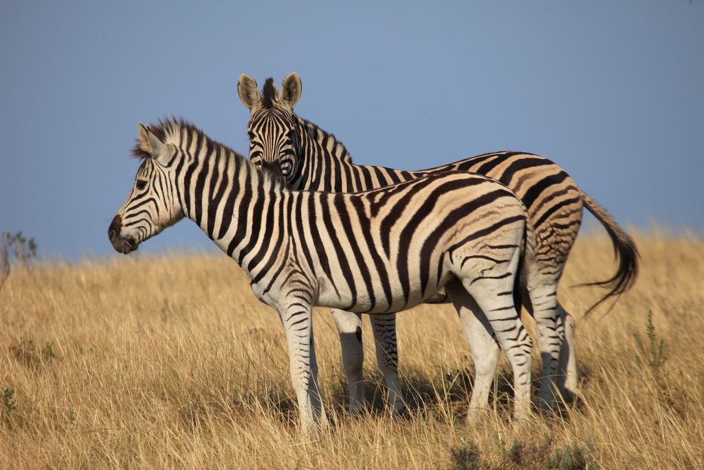 Botlierskop Private Game Reserve Reebok Exteriör bild