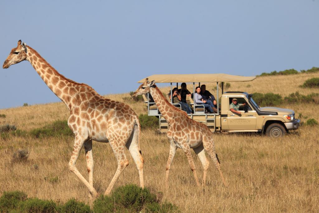 Botlierskop Private Game Reserve Reebok Exteriör bild