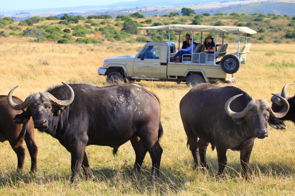 Botlierskop Private Game Reserve Reebok Exteriör bild